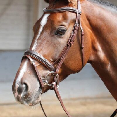Harry Horse - Bridon Soft (brun ou noir) Confort et élégance pour le cheval