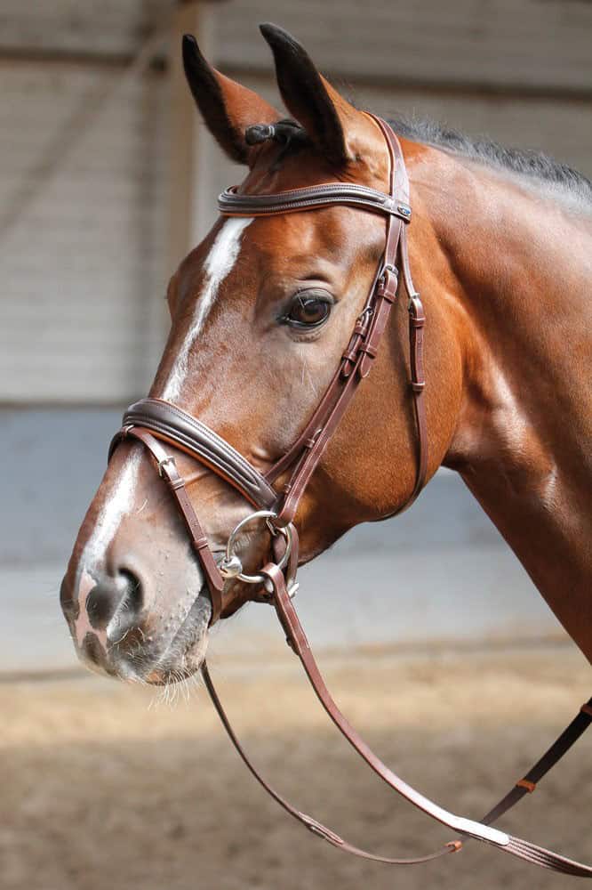 Bridon Harry’s Horse Soft