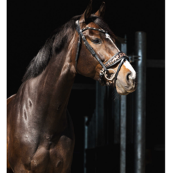 Texte alternatif (Alt Text) : Bridon HB Showtime 354 motif léopard chez Sellerie EHC