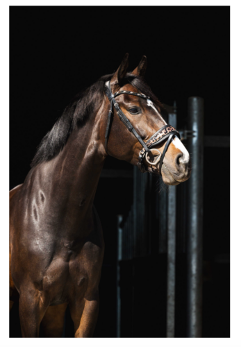 Bridon HB Showtime Léopard 354 Texte alternatif (Alt Text) : Bridon HB Showtime 354 motif léopard chez Sellerie EHC