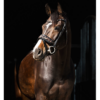 Texte alternatif (Alt Text) : Bridon HB Showtime 354 motif léopard chez Sellerie EHC