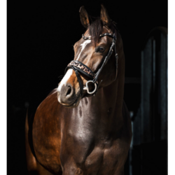 Texte alternatif (Alt Text) : Bridon HB Showtime 354 motif léopard chez Sellerie EHC