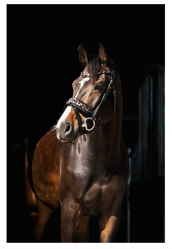 Bridon HB Showtime Léopard 354 Texte alternatif (Alt Text) : Bridon HB Showtime 354 motif léopard chez Sellerie EHC