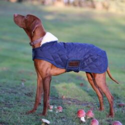 Kentucky - Manteau pour Chiens original - Marine