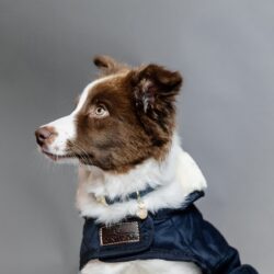 Kentucky - Manteau pour Chiens original - Marine