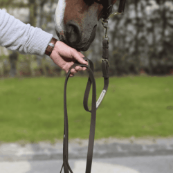 Kentucky - Longe de présentation ( marron)