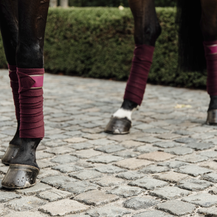 kentucky bande de polo