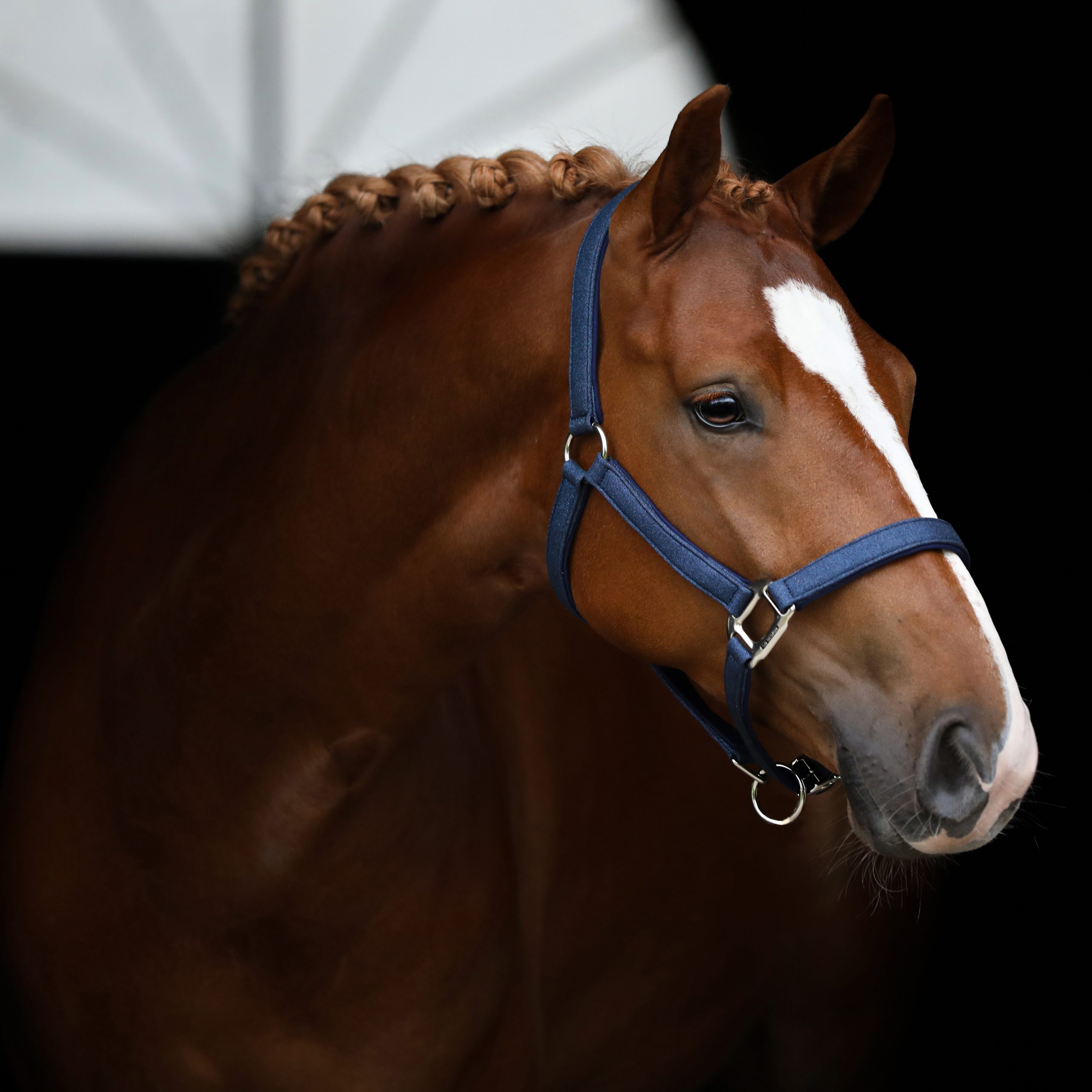 U-147-SD-Hollywood-Glamorous-halter.-Blueberry-Twinkles.