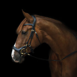 Utzon Equestrian - Bridon Bristol