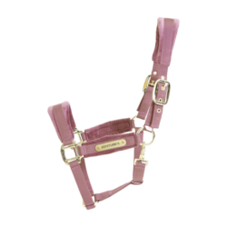 kentucky licol velvet rose