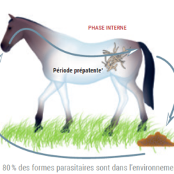 Parasites cheval