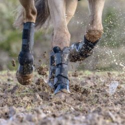 Lemieux - Guêtres de pré noires