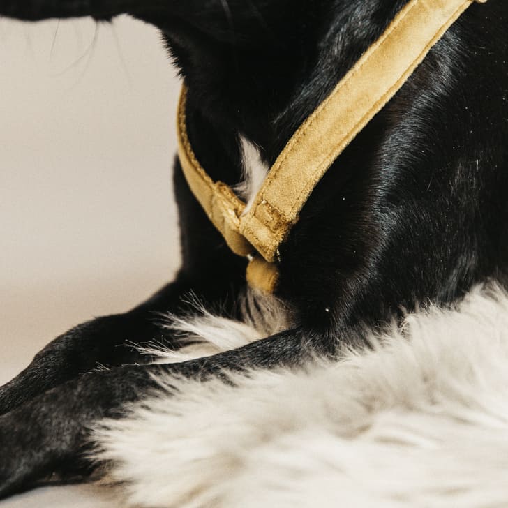 kentucky - harnais chien velvet moutarde
