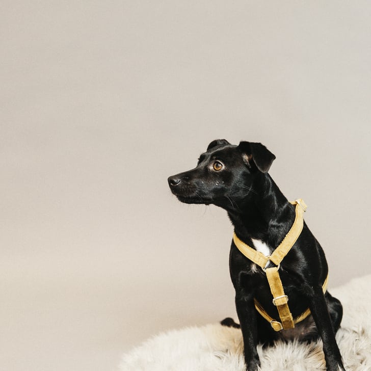 kentucky - harnais chien velvet moutarde