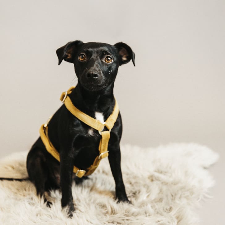 kentucky - harnais chien velvet moutarde
