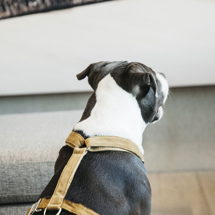 kentucky - harnais chien velvet moutarde