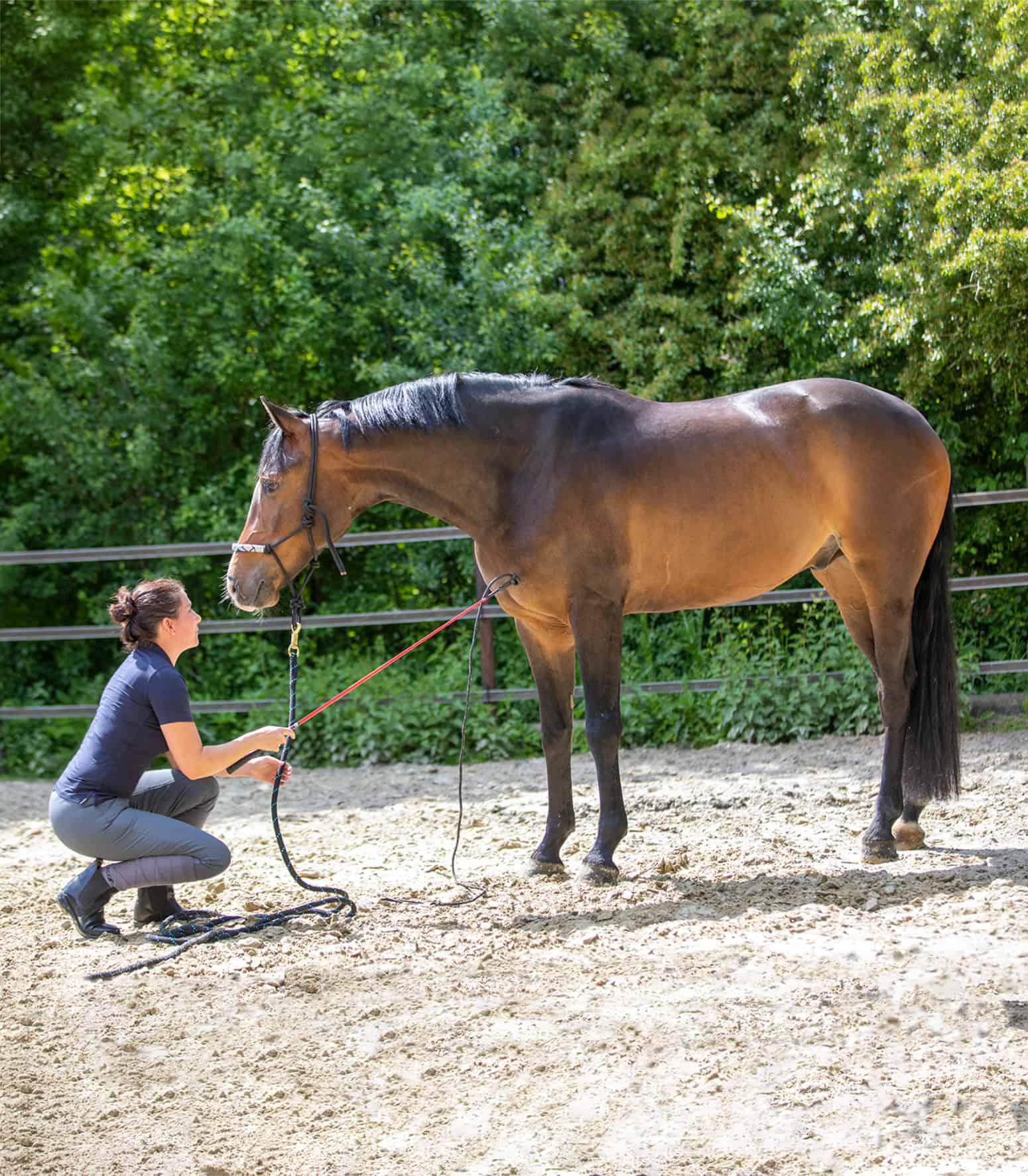 waldhausen carotte stick