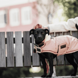 Kentucky - Manteau pour Chiens Waterproof 160g - Corail