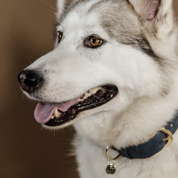 Kentucky - Collier pour chien vegan cuir - Marine beige