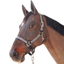 Canter set licol + longe pied de poule
