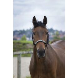 Licol ethologique norton perles noires