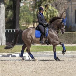 Lemieux - Tapis dressage suédine - Benetton Blue