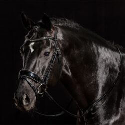 Schockemöhle - Bridon Stanford Glam