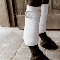 Kentucky - Bandes de polo pearls - Blanc