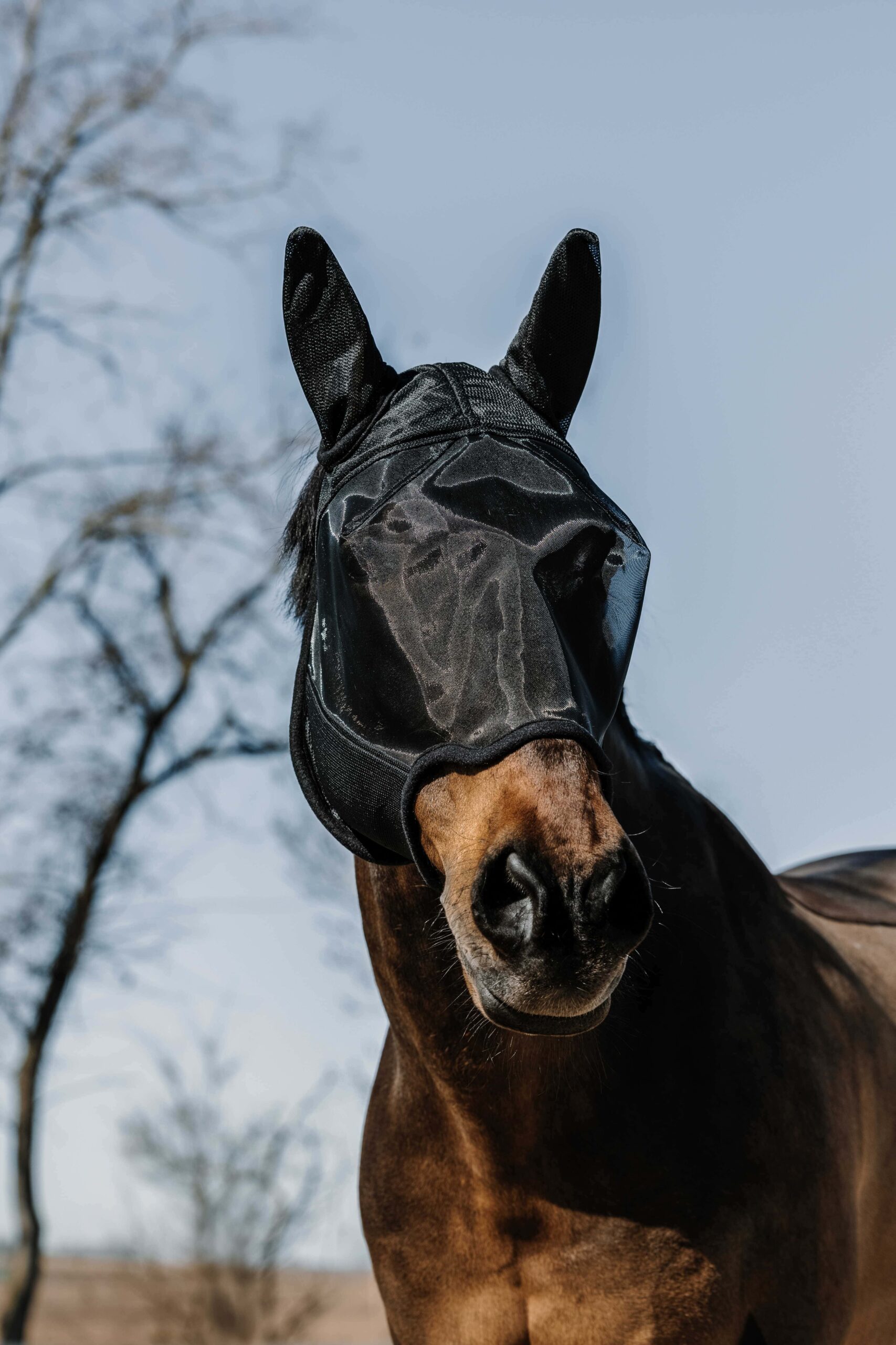 306028203_ambi_1_web (1) (1) masque-anti-mouches-equitheme-anatomic-noir