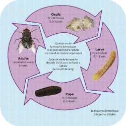 PIÈGE À MOUCHES cgp horsefeed