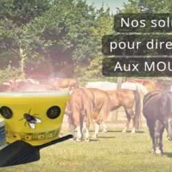 PIÈGE À MOUCHES cgp horsefeed