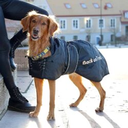 Back on Track - Manteau Chien standard