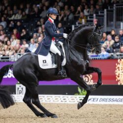 Lemieux - Tapis de dressage suèdine - Blanc
