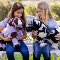 Lemieux - Poney Razzle