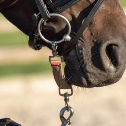 Imperial Riding - Alliances de mors longe