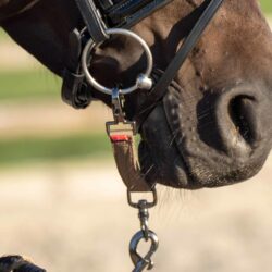 Imperial Riding - Alliances de mors longe