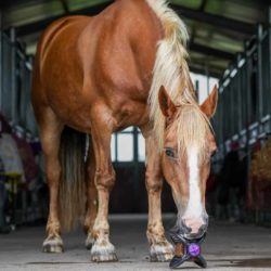 Bizzy - Support Bizzy ball - Noire