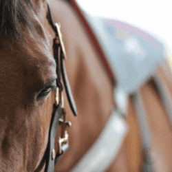 Equilibrum - Tapis De Massage Chauffant