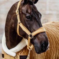 Kentucky - Licol Velvet - Moutarde