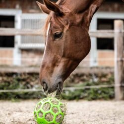 Waldhausen - Balle à foin - Vert