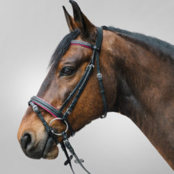 Waldhausen - STAR Bridon Diamond - Fushia