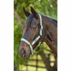 Weatherbeeta - Licol coordinate light - BLEU CLAIR/OR/SABLE