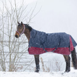 EQUITHÈME - Couverture