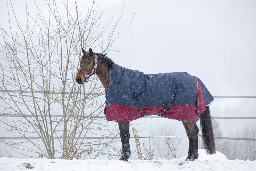 EQUITHÈME - Couverture "TYREX 1200 D" High Neck - Marine Bordeaux 0g EQUITHÈME - Couverture "TYREX 1200 D" High Neck - Marine Bordeaux 0g
