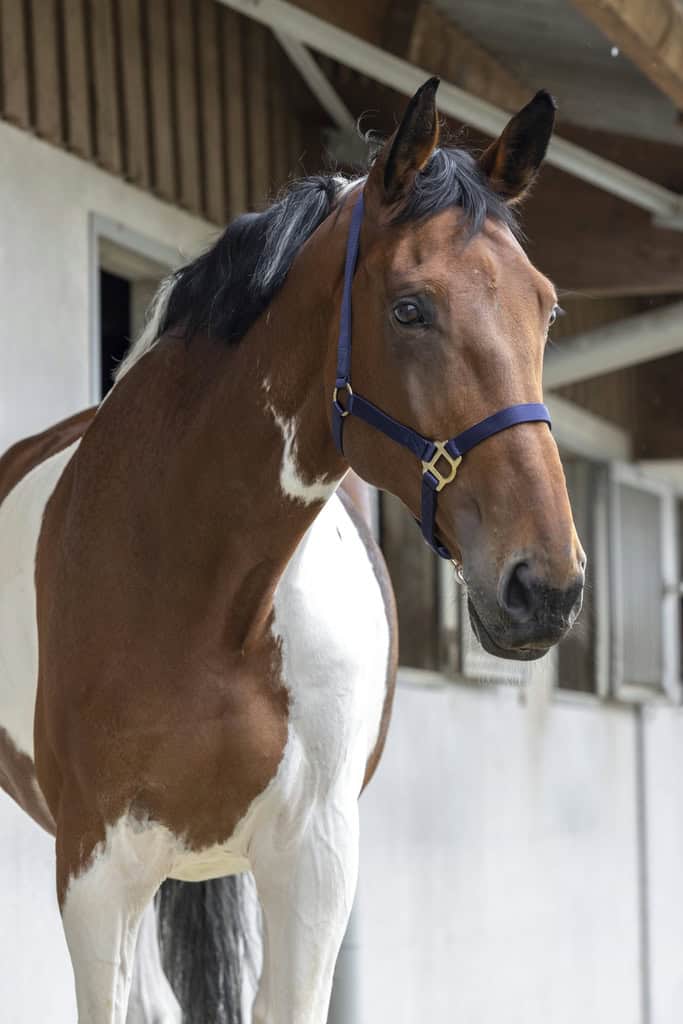 510_032_007_ambi1 (1)