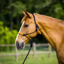 Licol éthologique Norton, Longe Fun Colour