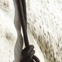 Licol éthologique Norton, Longe Fun Colour