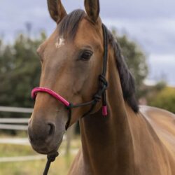 Licol éthologique Norton, Longe Fun Colour