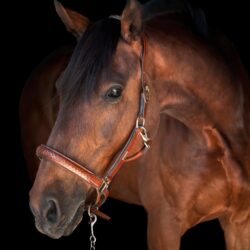 Utzon Equestrian - Licol Olympic