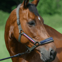 Tommy Hilgiger - Licol + longe Yale - UTILITY OLIVE